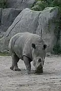 Rhinoceros