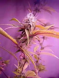 Indoor grown Acapulco Gold female plant in final stages of flowering