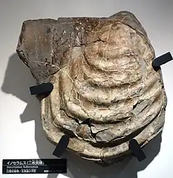 Inoceramus hobetsensis