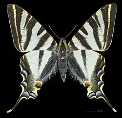 Iberian scarce swallowtail Iphiclides feisthamelii