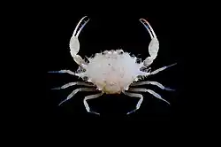 Iphiculus spongiosus