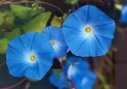 Mexican morning glory (Ipomoea tricolor)