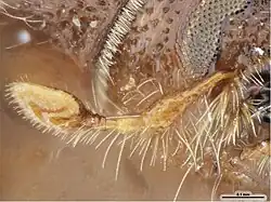 Flat antenna club of Ips confusus