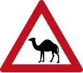 Camels