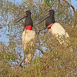 Pair on nest, in the Pantanal, Brazil