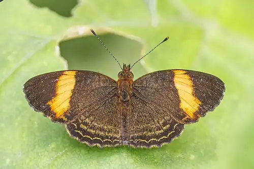 T. jana, Ecuador