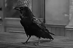 A black and white photograph of a raven standing on a wooden desk.
