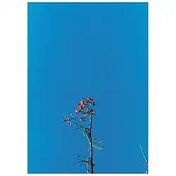 White borders with a blue rectangular photograph with a flower in the middle.