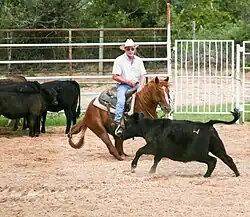 Training a young horse for cattle work