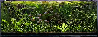 Aquarium densely filled with plants, some of which have rosettes of strap-like leaves, and the leaves are intertwined with one another. Some red and blue fishes of various sizes are swimming around.