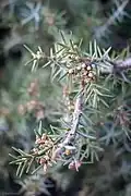 Juniperus oxycedrus, Lalla Setti