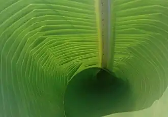 K.Pudur Village Banana Leaf