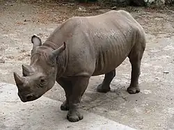Rhinoceros.
