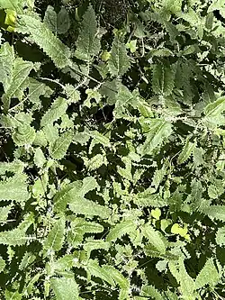 Ongaonga (Urtica ferox)