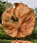 Dry leaf in Kolkata, West Bengal, India.