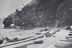 Kauri logs ready for shipment to the mill