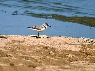 Kentish plover, Charadrius alexandrinus