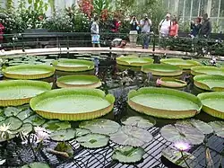 A Giant Water Lily, one of which can support up to 32 kilograms of weight