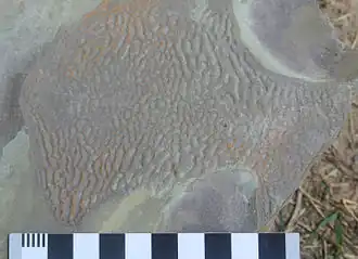 Kinneyia-like structure in the Grimsby Formation (Silurian) exposed in Niagara Gorge, NY