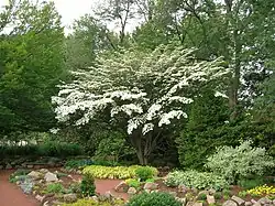 Kousa Dogwood, June 2015