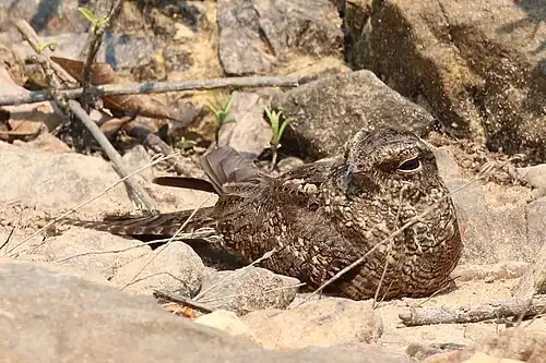 Incubating eggs, Rio São Manuel, South Amazon, Brazil