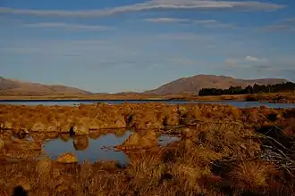 A view of Lake Heron over wetland plants