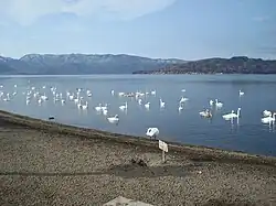 Whooper swans at Lake Kussharo