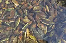 Live Lampsilis siliquoidea being tagged for research.