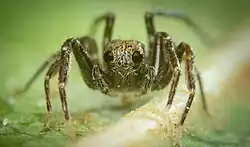 A large-eyed mini wolf spider (Minicosa neptuna; family Lycosidae)