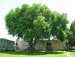 Large American elm in New Haven, Connecticut (June 2017). Girth over 18.5&nbsp;ft; height 88&nbsp;ft; spread 95&nbsp;ft. This tree died in 2019.