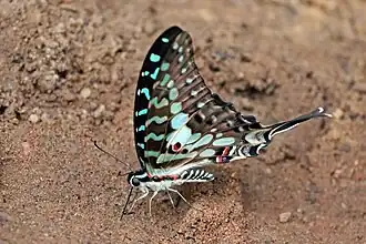 Fresh male, underside Bobiri Forest, Ghana