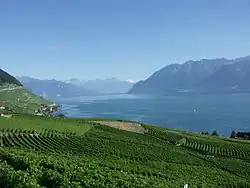 Image 7Lavaux vineyards (from Culture of Switzerland)