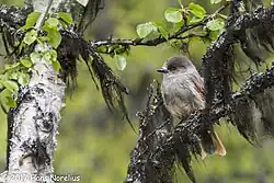 Siberian jay, Funäsdalen, Dalarna