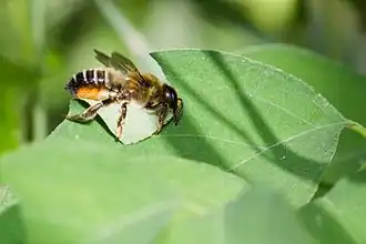 Megachile centuncularis cutting a leaf