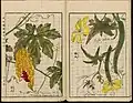 Luffa (right), illustration from the Japanese agricultural encyclopedia Seikei Zusetsu (1804)