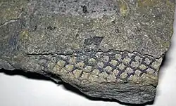 Lepidodendron sp. bark from the Pottsville Group, Lower Pennsylvanian