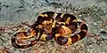 Northern cat-eyed snake (Leptodeira septentrionalis), Tamaulipas, Mexico