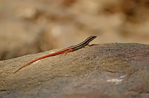 Lateral view