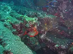 rail profiles heavily covered by corals