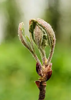 New leaf from one Sorbus opens up.