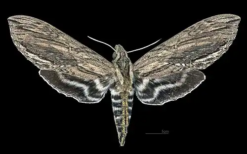 Lintneria merops ♀