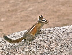 Brown chipmunk