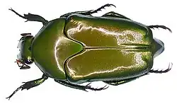 Lomaptera batchiana Thomson, 1860