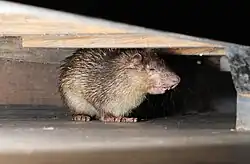 Brown porcupine under a desk