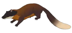 Digital illustration of a mammal with reddish brown fur, a black head, orange belly and cream-coloured chin and tail tip
