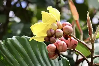 Dillenia suffruticosa fruit and flower