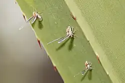 Lydda elongata in Australia