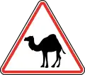 115.3 Domestic animals crossing (camels)