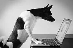 A black and white dog has its paws onto a desk and is staring closely to a laptop monitor