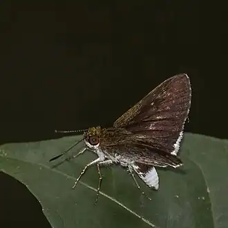 male A. m. olaus